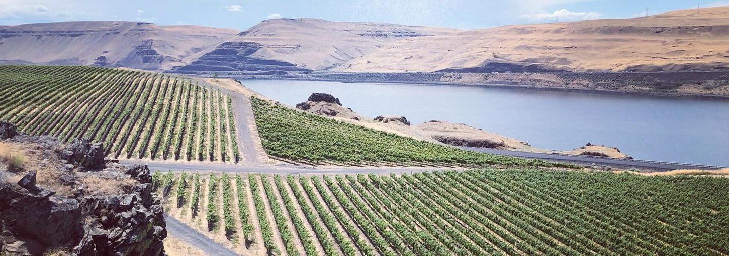 A view from a cliff that's overseeing vineyards, a river and a mountain