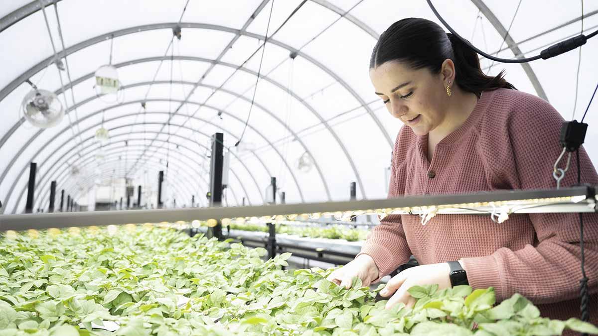 一名妇女在温室里检查马铃薯苗.