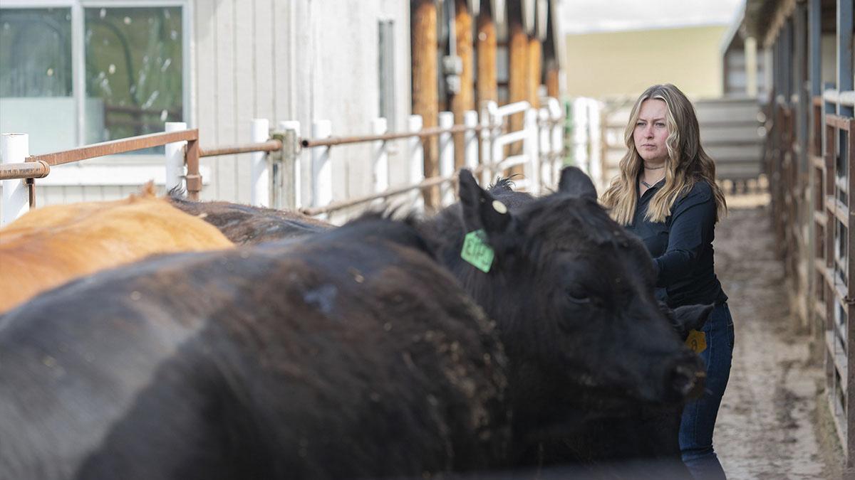 A woman moves steers through a chute.